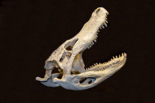 The skull of a Mississippi alligator on a dark background. Wildlife, mammals, predators.