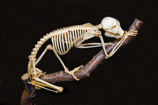 The skeleton of a slender loris on a dark background. Wildlife, mammals, predators.