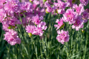 Obraz premium Pink carnation garden flowers