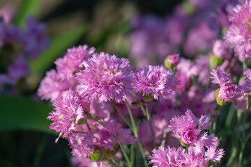 Obraz premium Pink carnation garden flowers