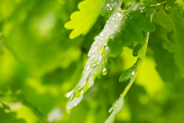 Obraz premium Green fresh leaves on the branches of an oak close up against the sky in sunlight. Care for nature and ecology,