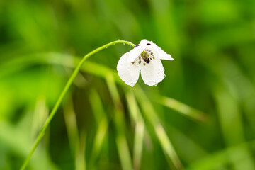 Fresh glade with white poppy © ksena32