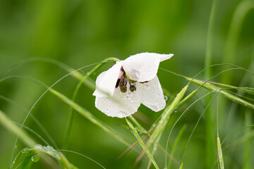 Fresh glade with white poppy © ksena32