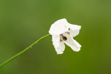 Fresh glade with white poppy © ksena32