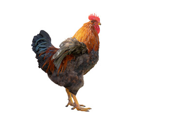 rooster standing © ksena32
