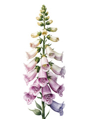 Hand painted foxglove blossom stem isolated on white background. © Sadhana
