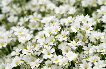 Obraz premium Many small white flowers on a green background. Spring mood.