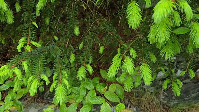 Young branches of a coniferous tree sway in the wind. Norway. June 2026