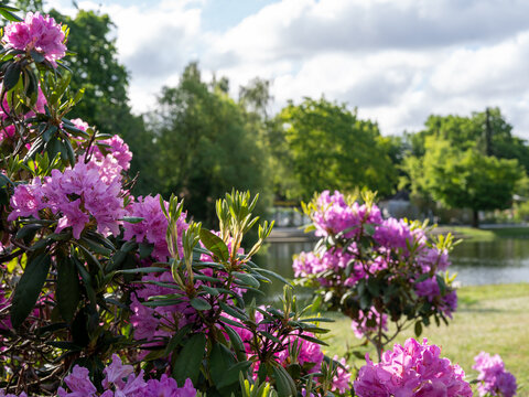 flowers in the garden