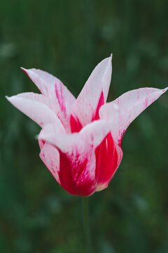 red tulip flower