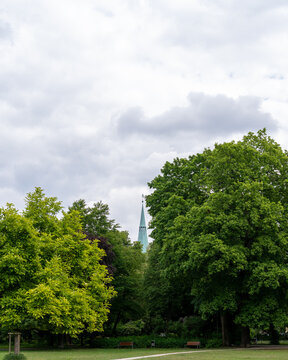 trees in the park