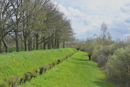 Green grassy dike slope with a row of trees and traditional pollard willows along the IJssel river valley between Kampen and Doesburg, rural countryside landscape in Netherlands