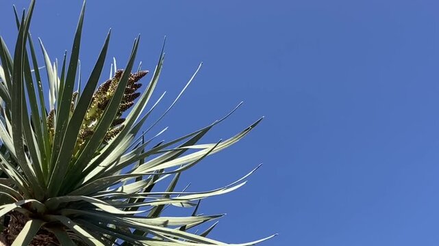Blooming Dracaena draco or Dragon tree against blue sky, Tenerife,Canary Islands,Spain,4K video.	
