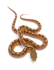 Fototapeta premium Slender Brown Snake Coiled on White Studio Background