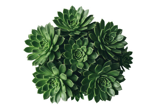 Top view of a cluster of green succulent plants isolated on transparent background