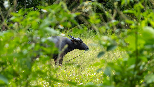 Thai water buffalo resting among lush green vegetation