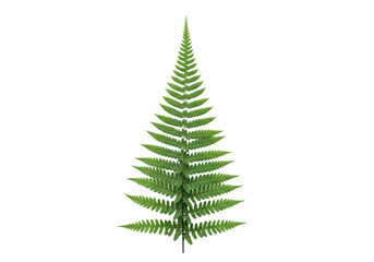 Obraz premium Green fern leaf isolated on transparent background