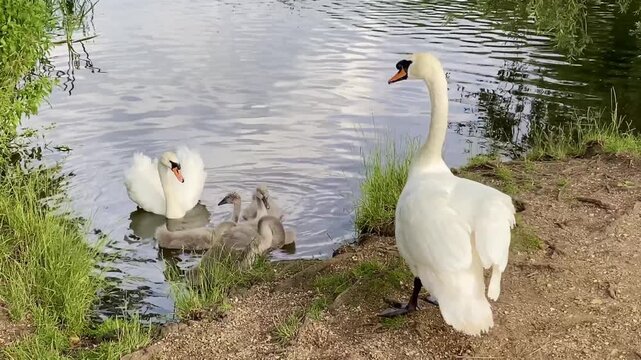 Swan family cygnets swimming with father protecting his flock