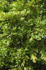 Obraz premium Nam Nam (Cynometra cauliflora) Tree, Kelaniya, Sri Lanka.