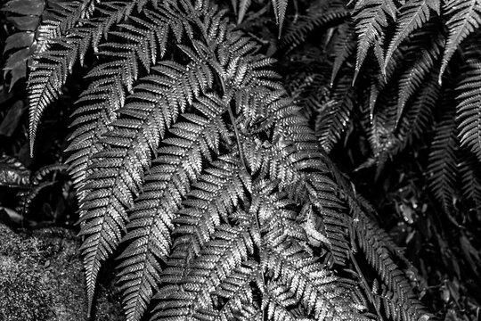 Diamondleaf fern (Lophosoria quadripinnata) plant greenery leaves from family Dicksoniaceae in black and white