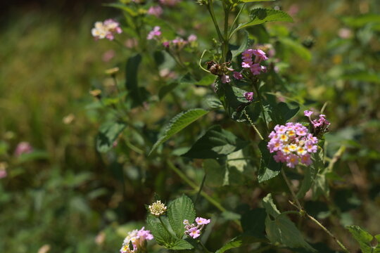 single lantana or tickberry or Ari poo in the morning sun light. putus flower on the plant