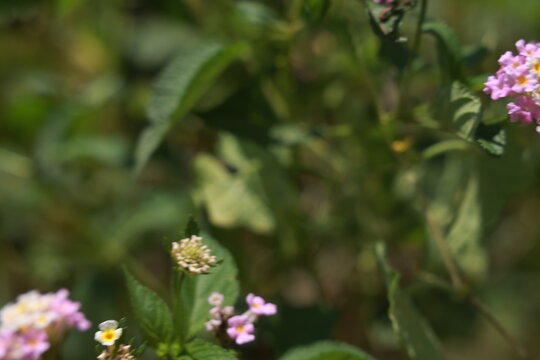 single lantana or tickberry or Ari poo in the morning sun light. putus flower on the plant