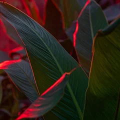 Dark Tropical Leaves Glowing with Red Light in Moody Garden Closeup © Cahaya