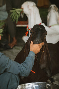 Eid ul adha hand petting a dark brown cow with animal husbandry livestock touching interaction affection agriculture domestic portrait outdoors environment close-up background