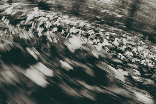 Trillium flowers intentional camera movement abstract - Robinson Tract, Ontario, Canada