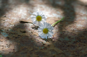 Common daisy Bellis perennis flowers on rusty metal background with soft light © Iva