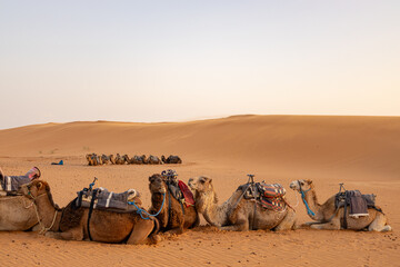 Fototapeta premium Traditional Camel Caravan in the Sahara Desert Near the Algerian Border