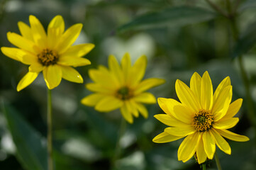 Obraz premium Yellow flowers of Jerusalem artichoke blooming in late summer garden