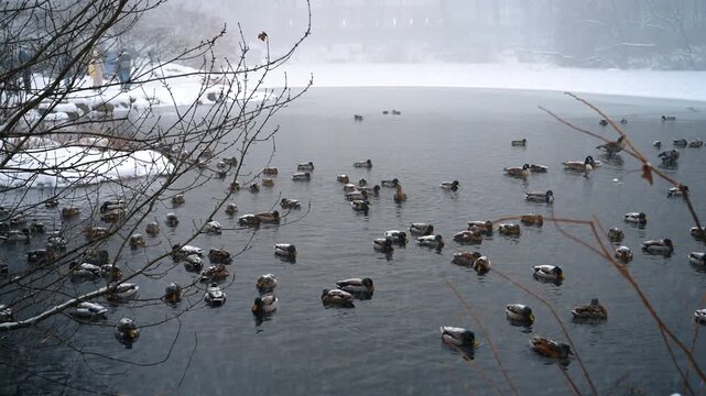 Multiple ducks on the pond in Central Park, New York City, USA. Snow falls heavily at daytime.