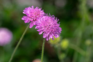 Fototapeta premium Field scabious Knautia arvensis pink wildflower blooming in meadow with soft green background