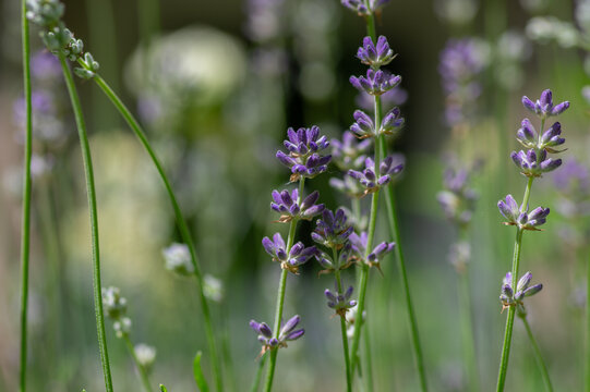 Lavandula angustifolia bunch of flowers in bloom, purple scented flowering bouquet of plant