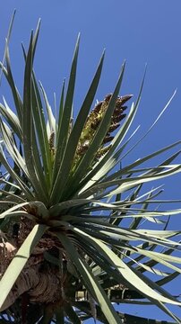 Blooming Dracaena draco or Dragon tree against blue sky, Tenerife, Canary Islands,Spain,4K vertical video.	