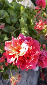 Pink geranium flowers in a spring garden close up. Blooming Pelargonium hybridum. Ornamental plants concept,4K	