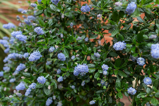 Close up of a lush green bush covered in vibrant blooming blue ceanothus flowers.