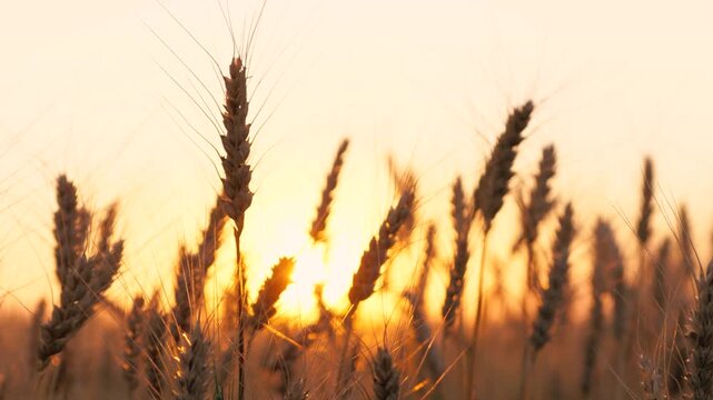 Golden dry wheat field stems with grains silhouette at bright sun sunset sunrise dusk sky horizon closeup. Autumn rye meadow natural plant at picturesque sunny light fall seasonal countryside harvest