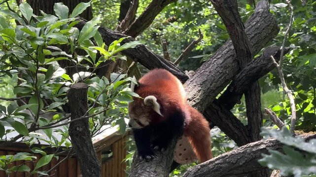 Red panda Ailurus fulgens resting on tree branches in temperate forest habitat