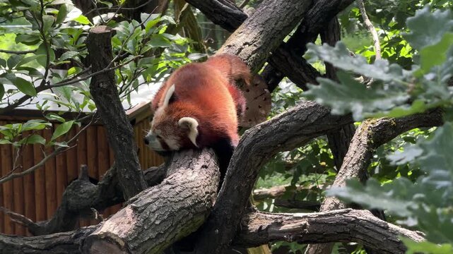 Red panda Ailurus fulgens resting on tree branches in temperate forest habitat