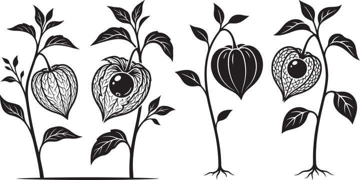 Collection of physalis plants also known as chinese lanterns or ground cherries depicted in a black and white illustration