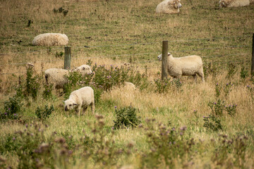 Obraz premium Sheep Grazing in New Zealand Countryside