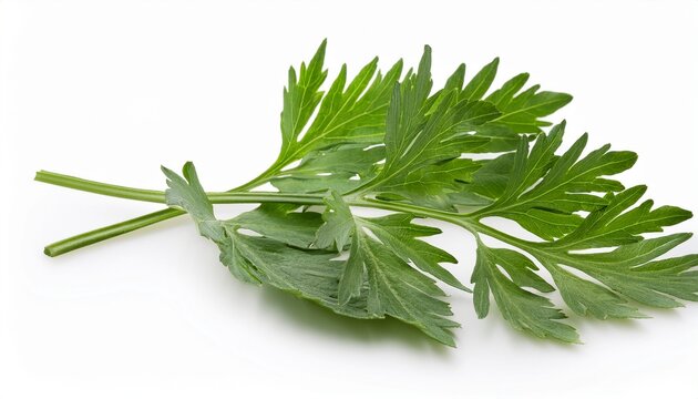 Food And Health Wormwood Leaves On White Background