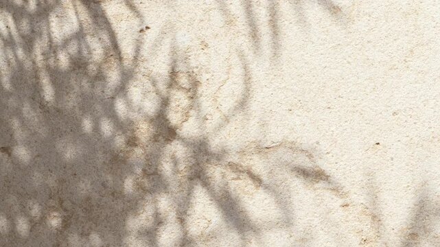 Moving shadows of olive tree dancing across stone wall in sunlight. Atmospheric Mediterranean footage for resorts, architecture and luxury hospitality marketing.