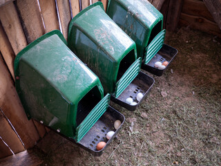 Chicken nesting boxes with freshly laid eggs inside a backyard coop. Traditional poultry farming and home egg production in a rural environment. © Marek