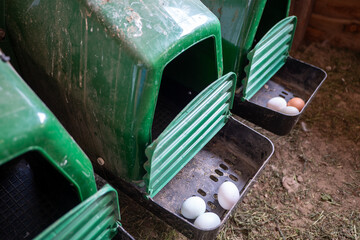 Chicken nesting boxes with freshly laid eggs inside a backyard coop. Traditional poultry farming and home egg production in a rural environment. © Marek