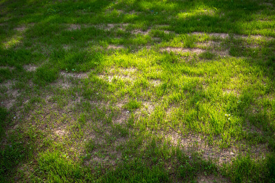 Sparse newly established lawn with dry patches during warm weather. Uneven grass growth highlights the need for irrigation and proper lawn care.