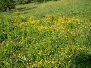 Obraz premium Blooming meadow full of yellow wildflowers and green grass in the countryside during a sunny spring day. Natural landscape with rich vegetation.