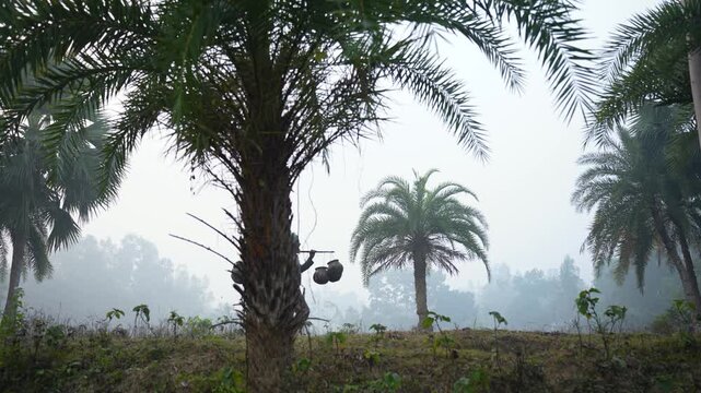 Natore, Bangladesh - 23 May 2026: View of a man carrying clay pots on a yoke through a misty field with date palm trees.